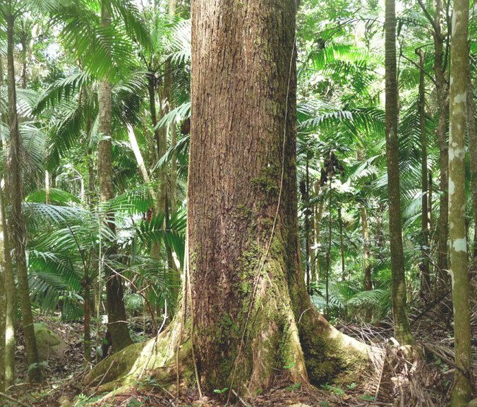 Save the Rainforest | Bob Rummer